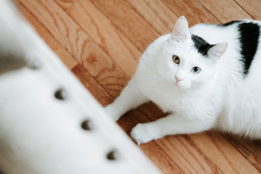 about-cat